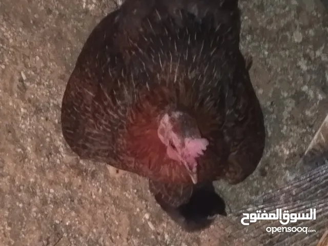 اربع دجاجات
