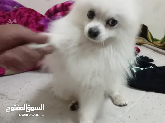 كلب لون ابيض نوع بومرنيان