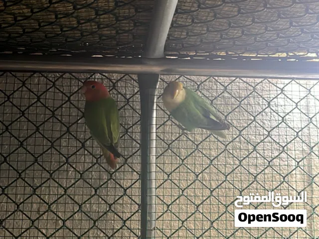 السلام عليكم زوج روز للبيع لونه جميل و حجم ماشاءالله الزوج ما انتج عندي ولاكن قريبه انتاج لونه مميز