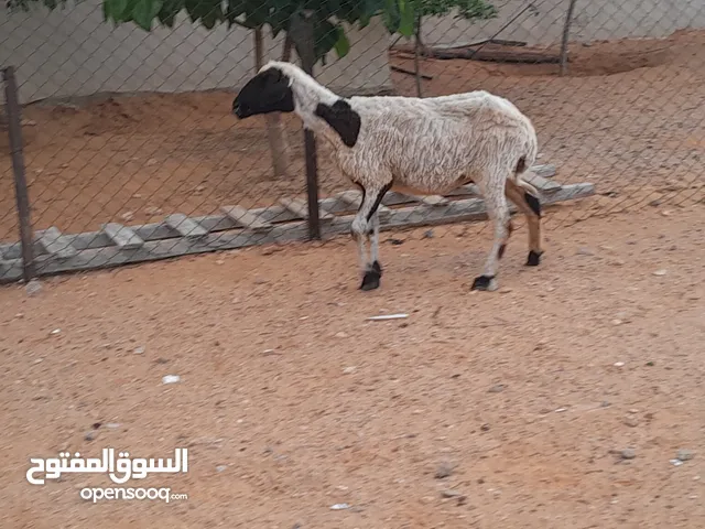 نعجه وطنيه الله يبارك عشره ف3شهور وسنها جمع صغير وضرعها سليم محصنه وسليمه من العيوب والامراض