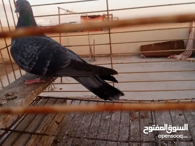 حمامت قوايه للبيع حرق كوم كامل موجود فيديوه مطارهم وتعال كش في ايدك