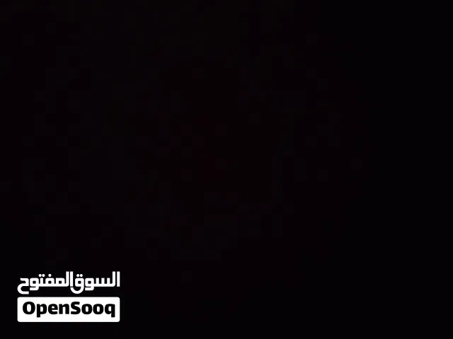 مطلوب بنوتة قطة شيرازي صغيرة للتبني