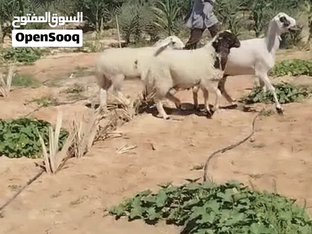 نعجتين متومات سنهن أول جمع، وحدة تحتها 2 ذكور، ووحدة 2 اناث، اللهم بارك