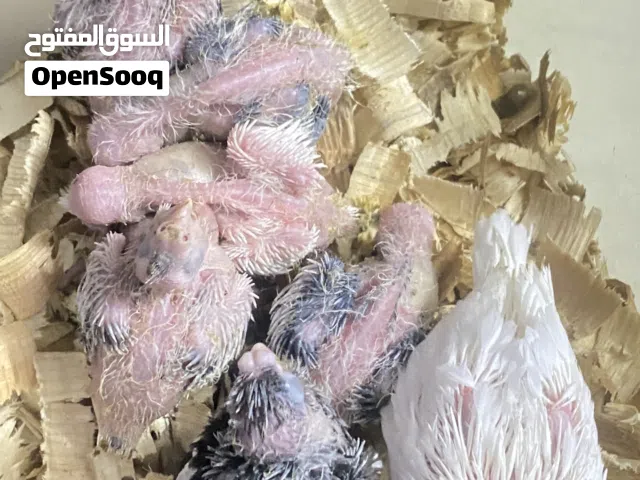 فروخ كوكتيل هولندي البينو و فرخ وايت فيس