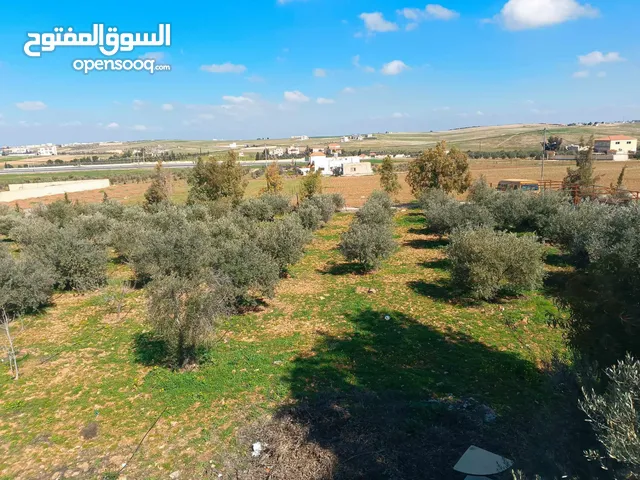 4 Bedrooms Farms for Sale in Mafraq Rhab