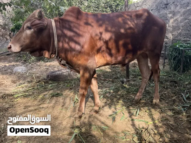 ثور عماني للبيع