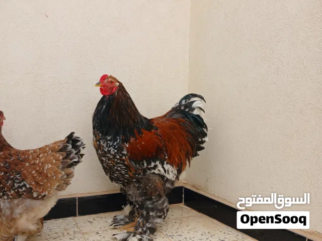 كوبيا براهما زهري برسلان العمر 8 شهور ونص على فتوح