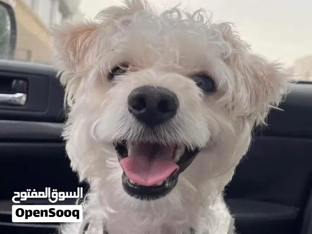 جلب توي بودل