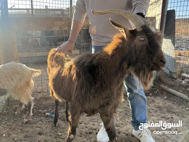 حلال البينو سانين للبيع الشوبك