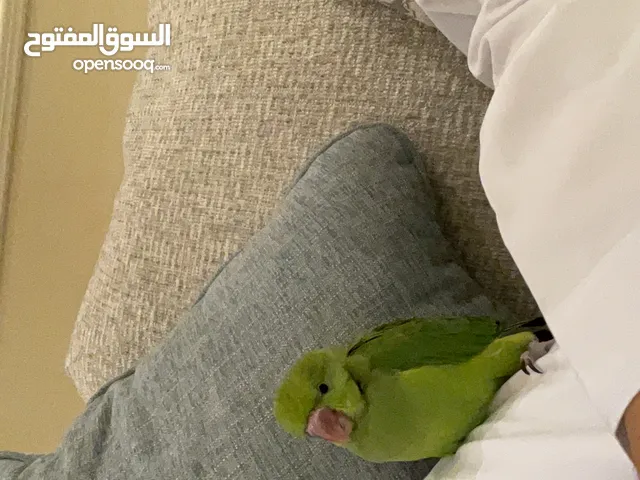 فرخ دره سوبر جامبو ما شاء الله حجم وصحة نهاية غر مكتمل ريش للتواصل