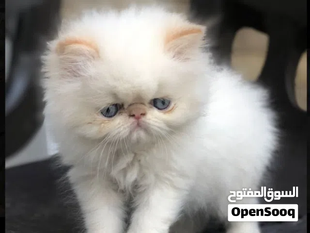 قطط هملايا