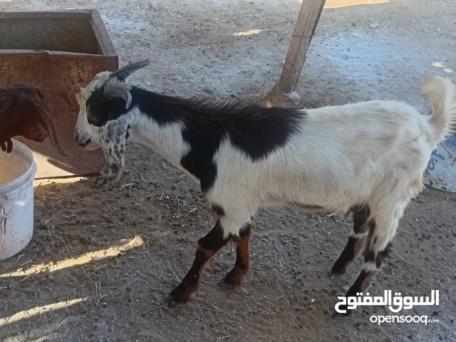 خمس جديان ذكور