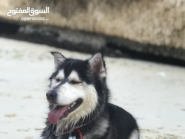 مطلوب انثي هاسكي للتبني او التزاوج