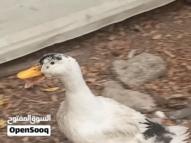 بشه للبيع السعر حسب امكانيتك