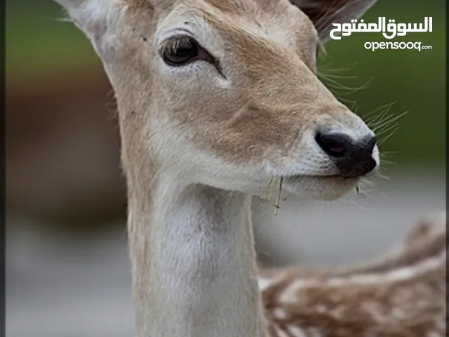 ذكر غزال الأيل الأوروبي
