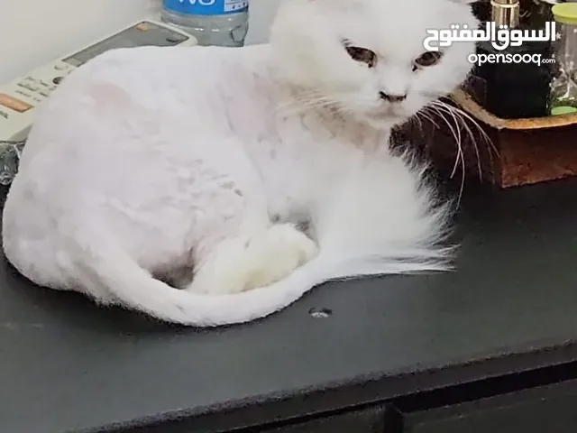 قطة شيرازية للتبني rescued cat looking for home (free)