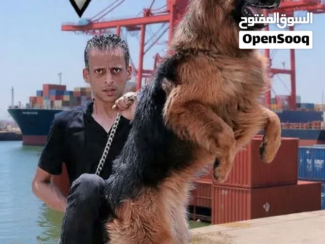 خلي كلبك محترف مع العرباوي بالتدريب الصحيح