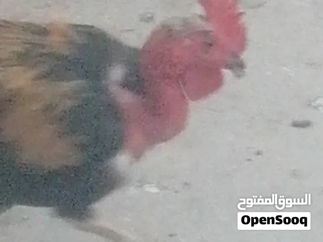 ديوجه عدد 2