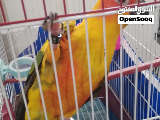 للبيع - ببغاء العيلة   الطير هدد أليف 100% ومتربي بالبيت: • بتناديه باسمه كوكو بيجي بطير لعندك •