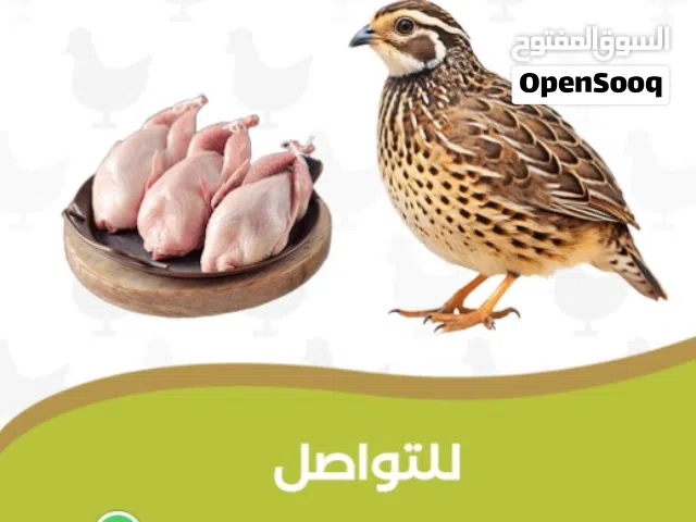 ذبح سمان جاهز للاكل