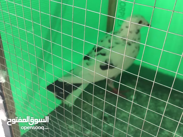 حمام كشميري