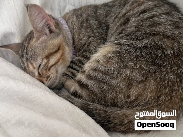 cute kitty for adoption قطة لطيفة للتبني