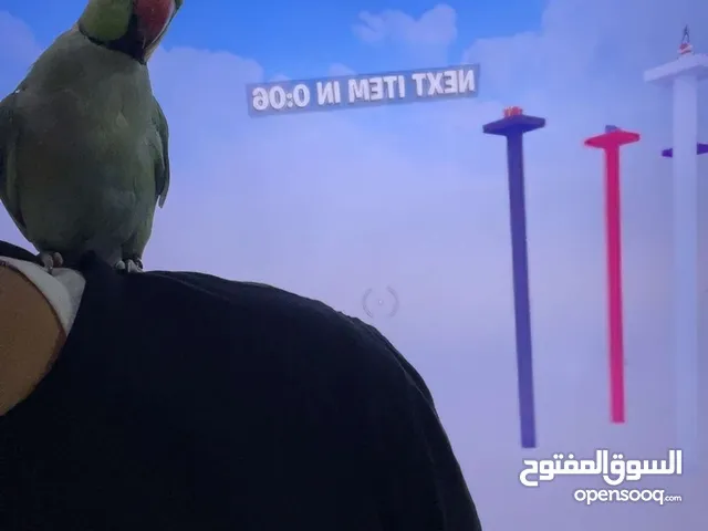 بغبغاء الدره هندي اليف غير مدرب على الكلام مع التدريب يتكلم مع القفص كبير