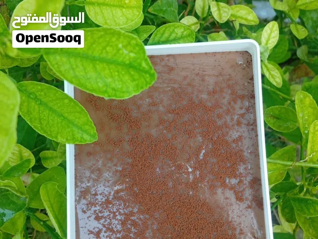 ماهوه الكاكاو والبستاشيو