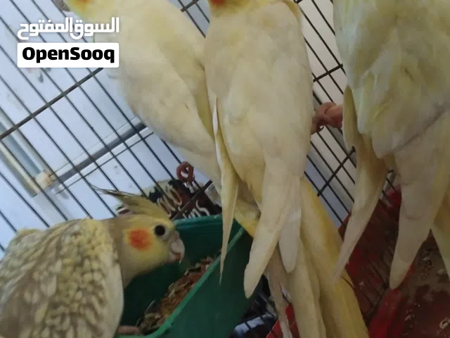 كوكتيل نص ترويط7لتينو واحد ايزبيل