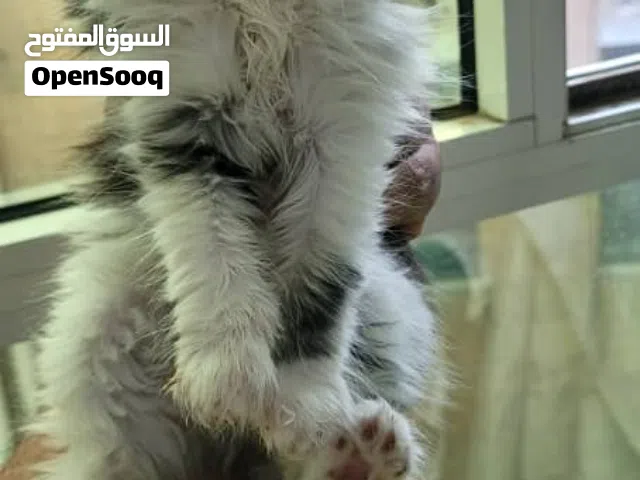 حيوانات للبيع