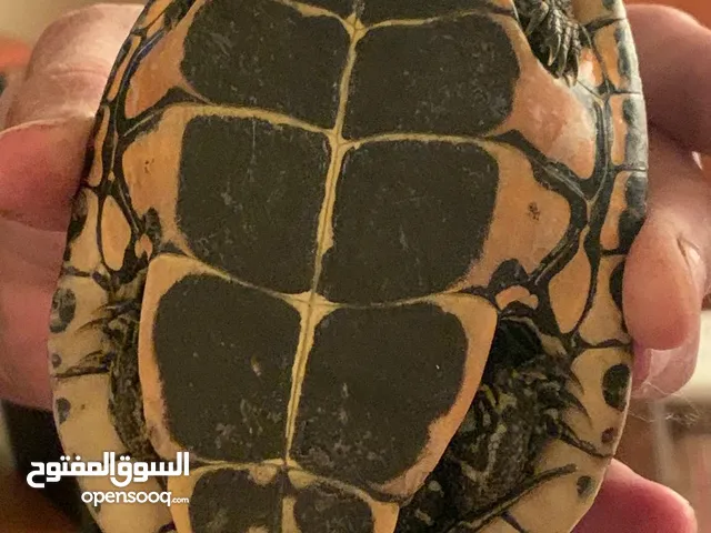 سلحفاة صغيرة للبيع