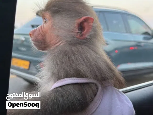 قرد ذكر للبيع