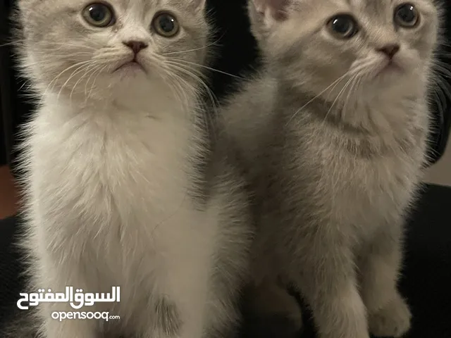 قطط سكوتش مكس للبيع