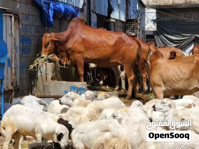 بيع وشرا ابقار واغنام مسلخ الامانه داخل سوق نقم