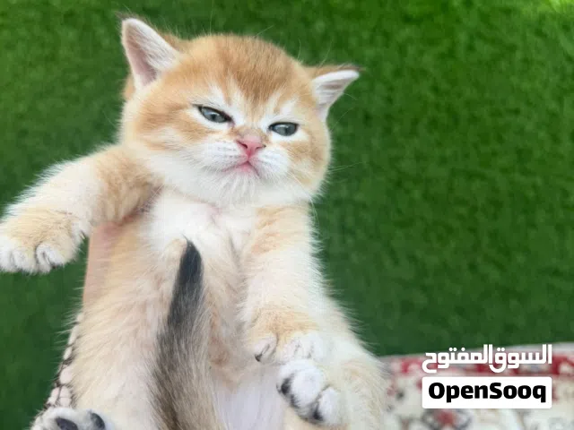 متوفر قطاو سكوتش قولد ستريت و فولد