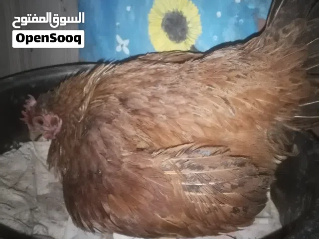 دجاجه كويتيه كافه خشنه