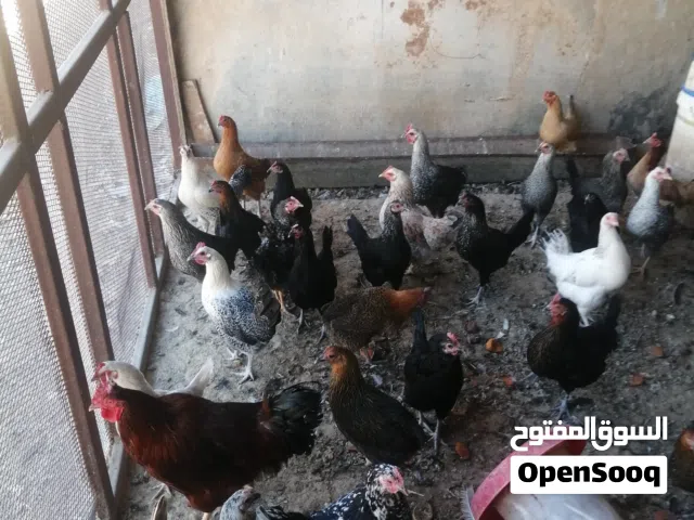 دجاج عربي للبيع
