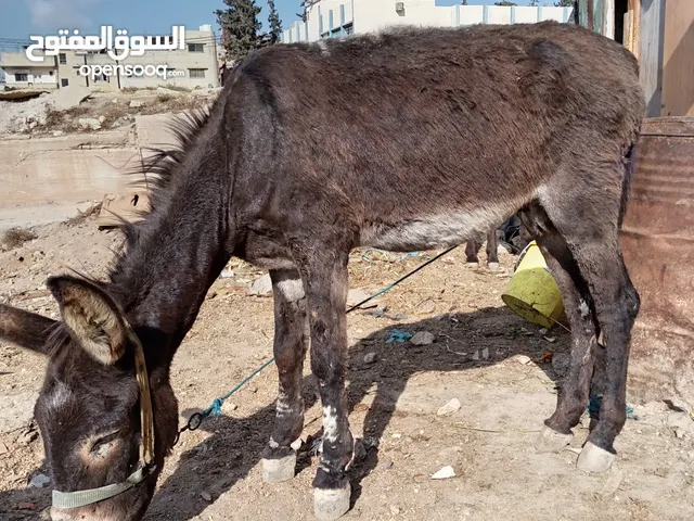 حمار للبيع عاقل حراث عراباي