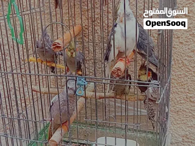 كوكتيل ودررة للبيع