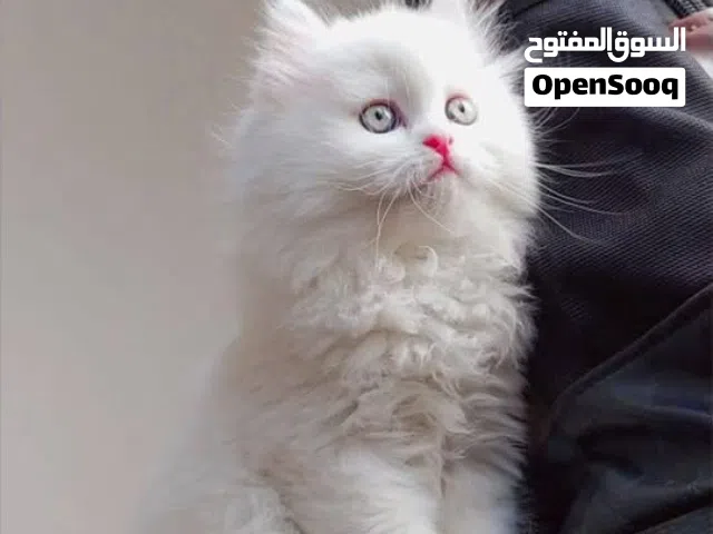 قطط عمر شهرين