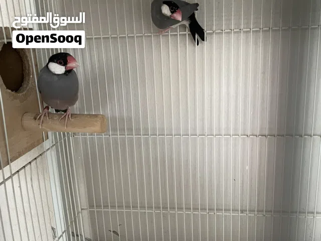 للبيع زوج جاوا