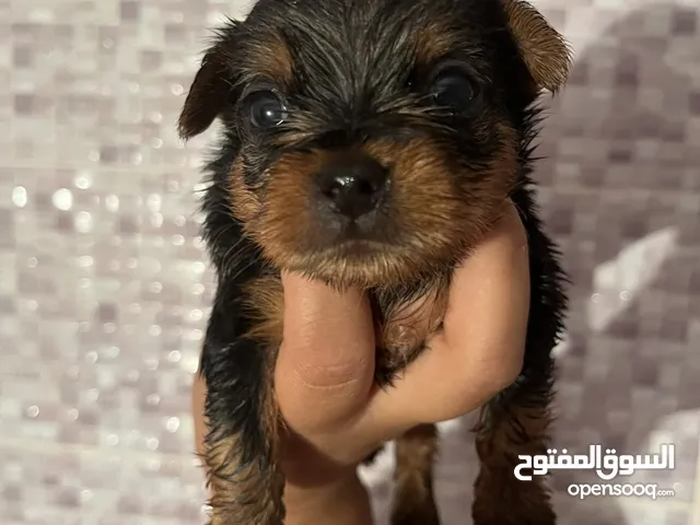 كلاب يورك شير ميني للبيع