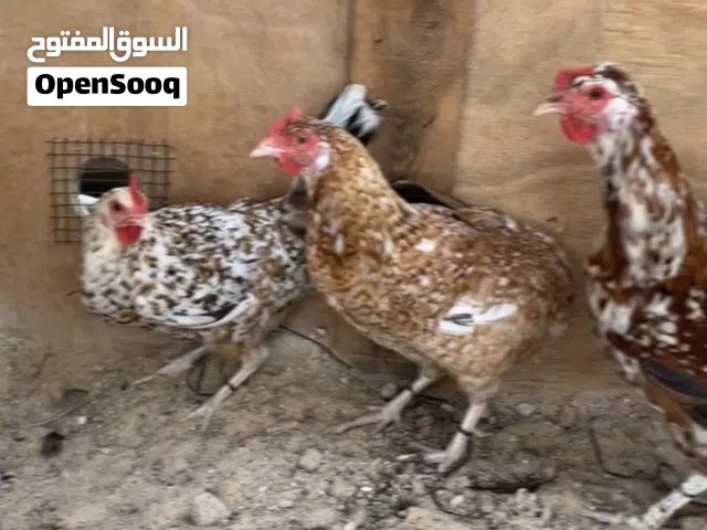سلام عليكم متاح 3دججات ربي يبارك ادحو مكان سوق جمعه الحشان لي توصل