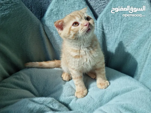 سكوتش فولد Scottish fold