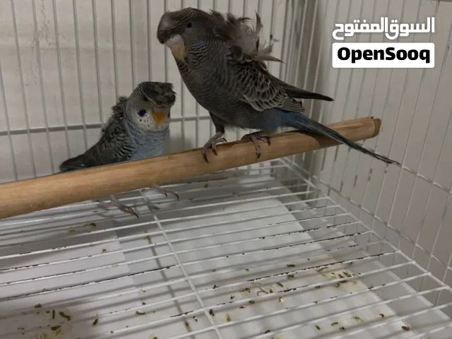 مجموعة بادجي بلاكات نوادر طفرات دبل بلاك وسبلتات بلاك فيس وي