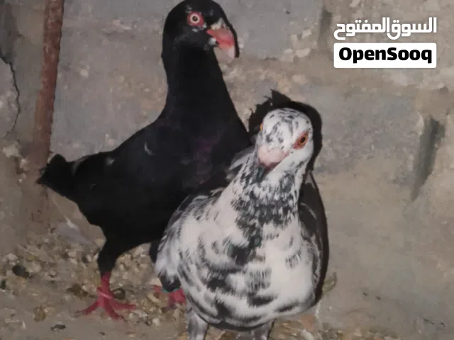 حمام للبيع حط سعر و شيل