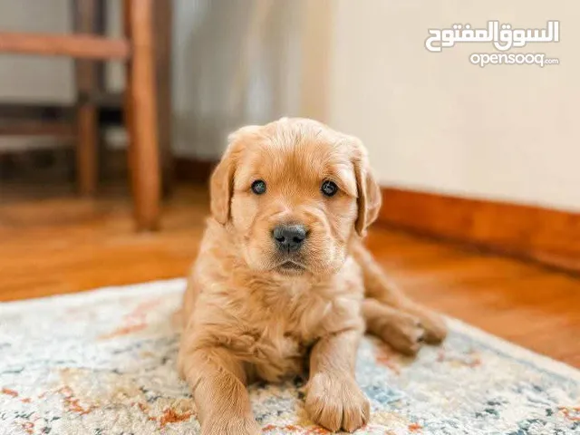 جراء جولدن وسامويد