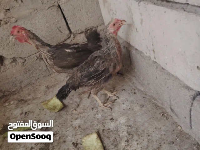 دجاج البيع