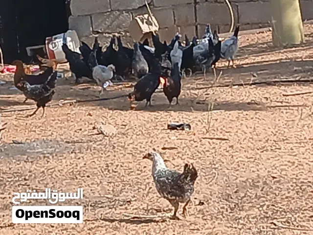 بيع دجاج عربي العمر3اشهر السعر 20د.ل المكان القره بوللي