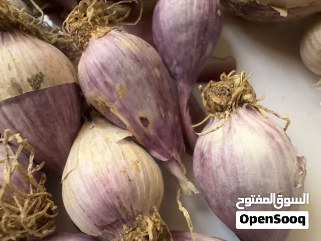 ثوم الدار (ذكر) /الكمية محدوده